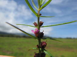 صورة Ammannia coccinea Rottb.