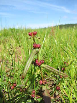 Image of valley redstem