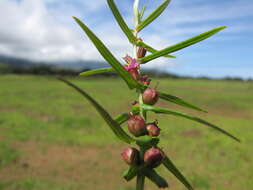 صورة Ammannia coccinea Rottb.