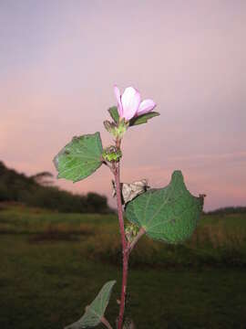 Image of Caesarweed