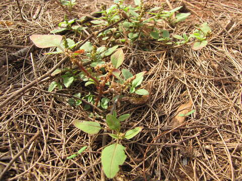 Image of slender amaranth