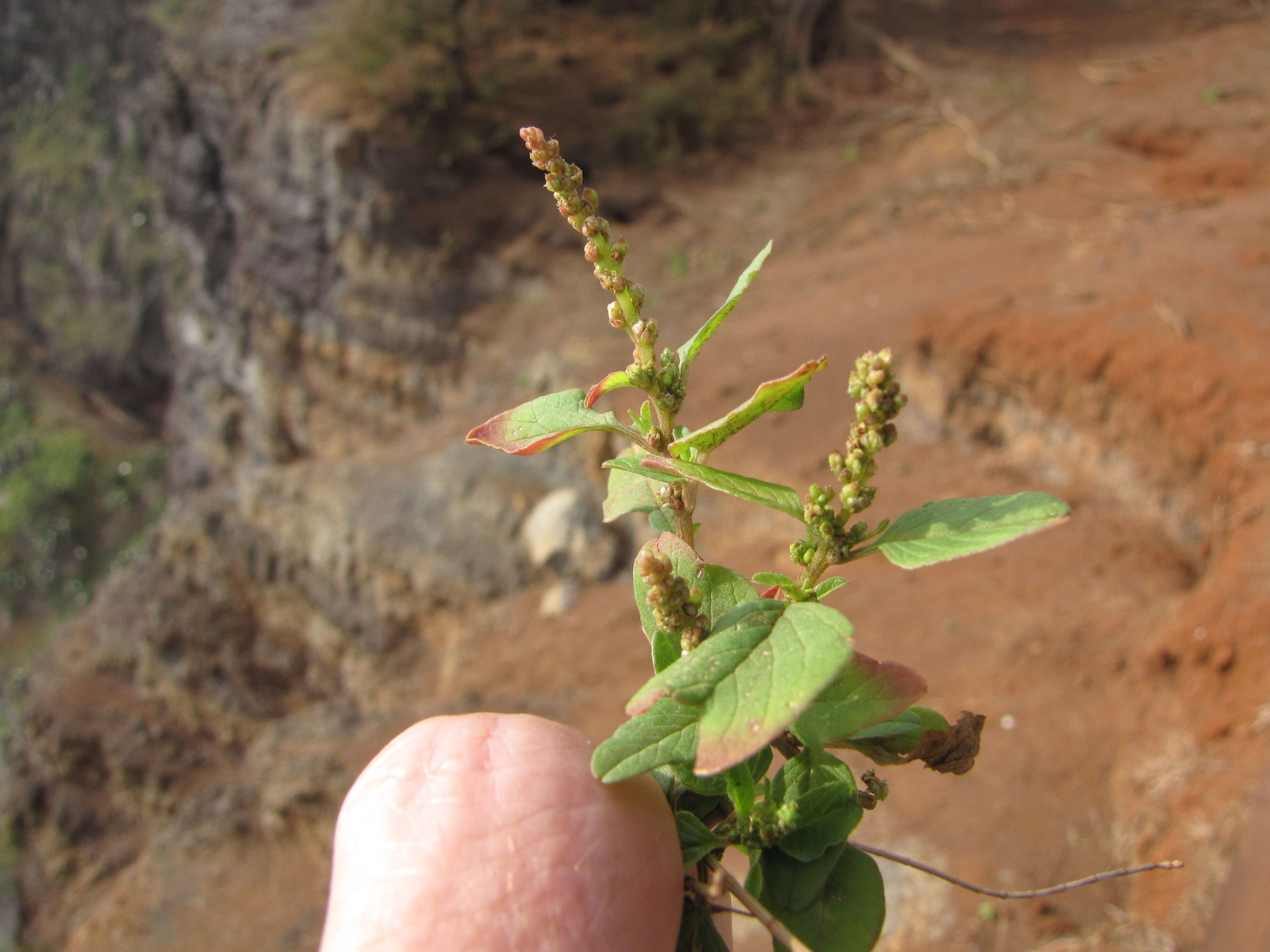 Imagem de Amaranthus viridis L.