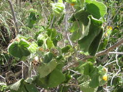 Image of hairy Indian mallow