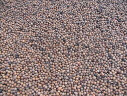 Image of macadamia nut