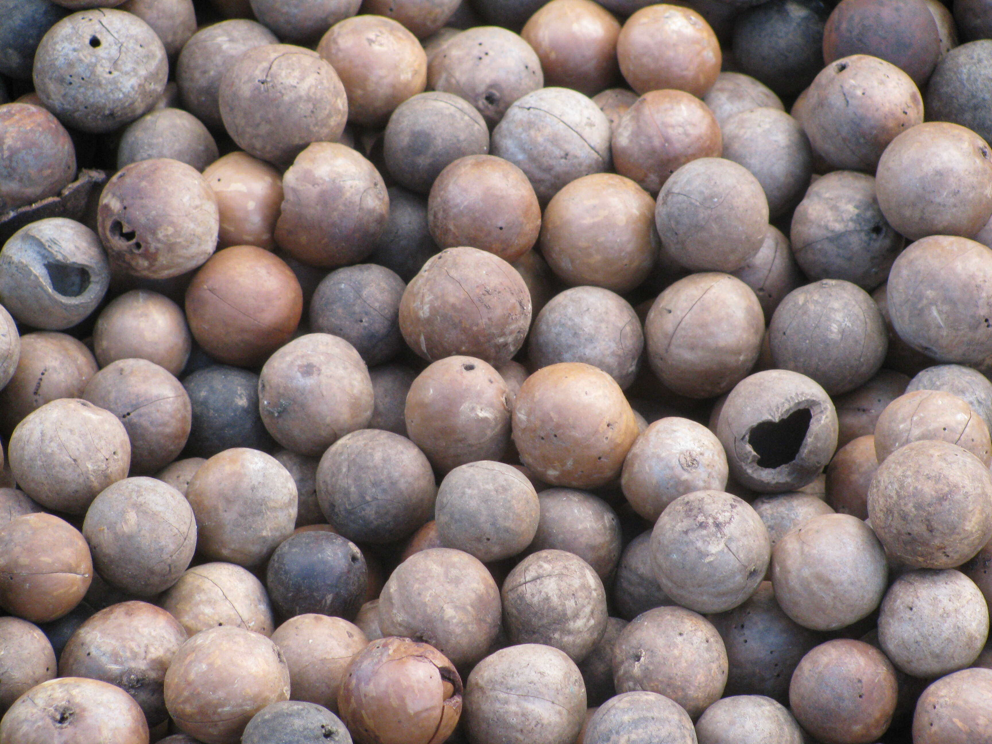 Image of macadamia nut