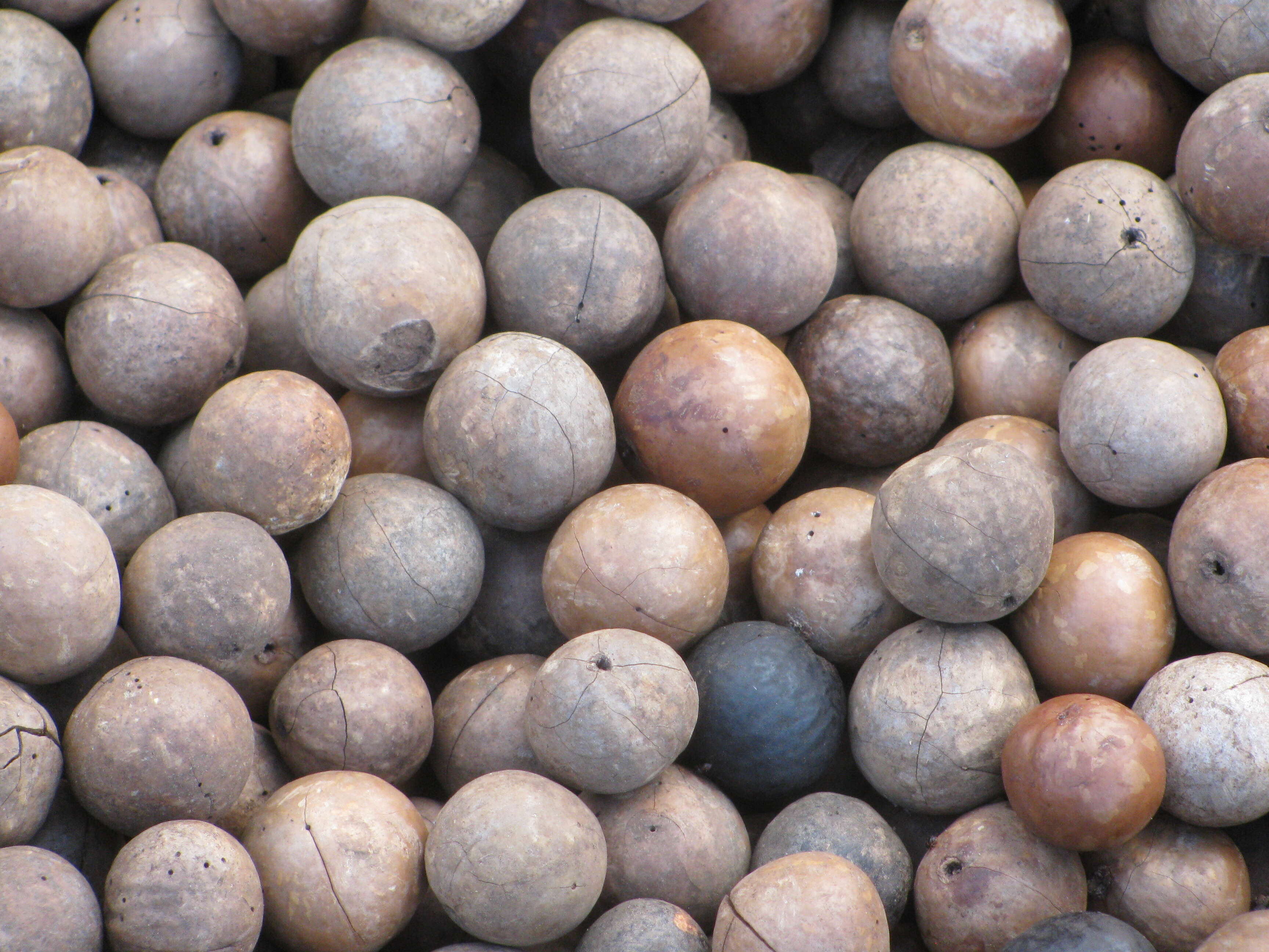 Image of macadamia nut