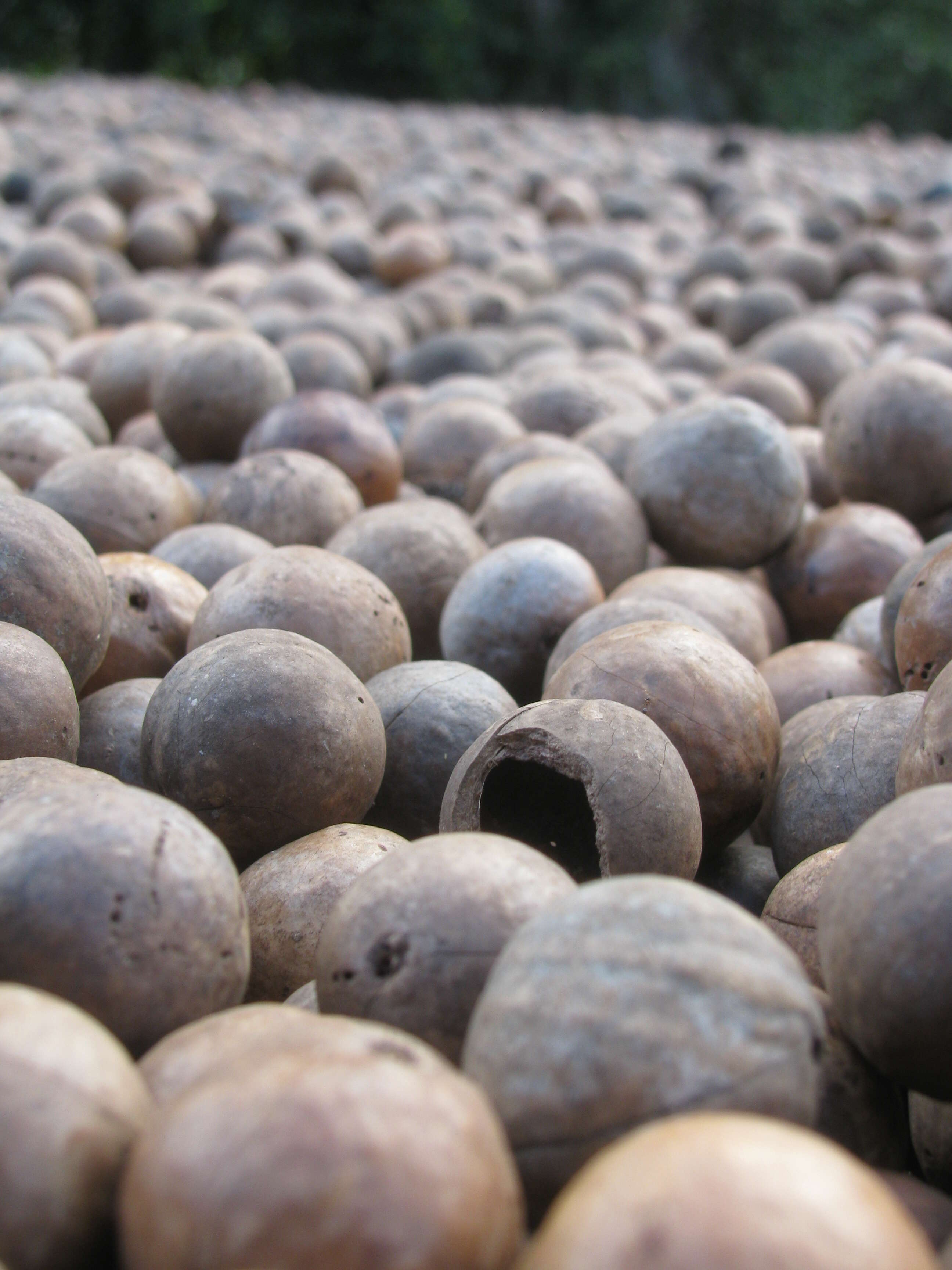 Image of macadamia nut