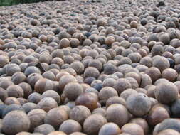 Image of macadamia nut