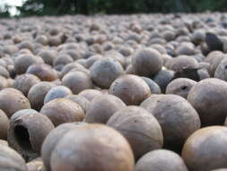 Image of macadamia nut