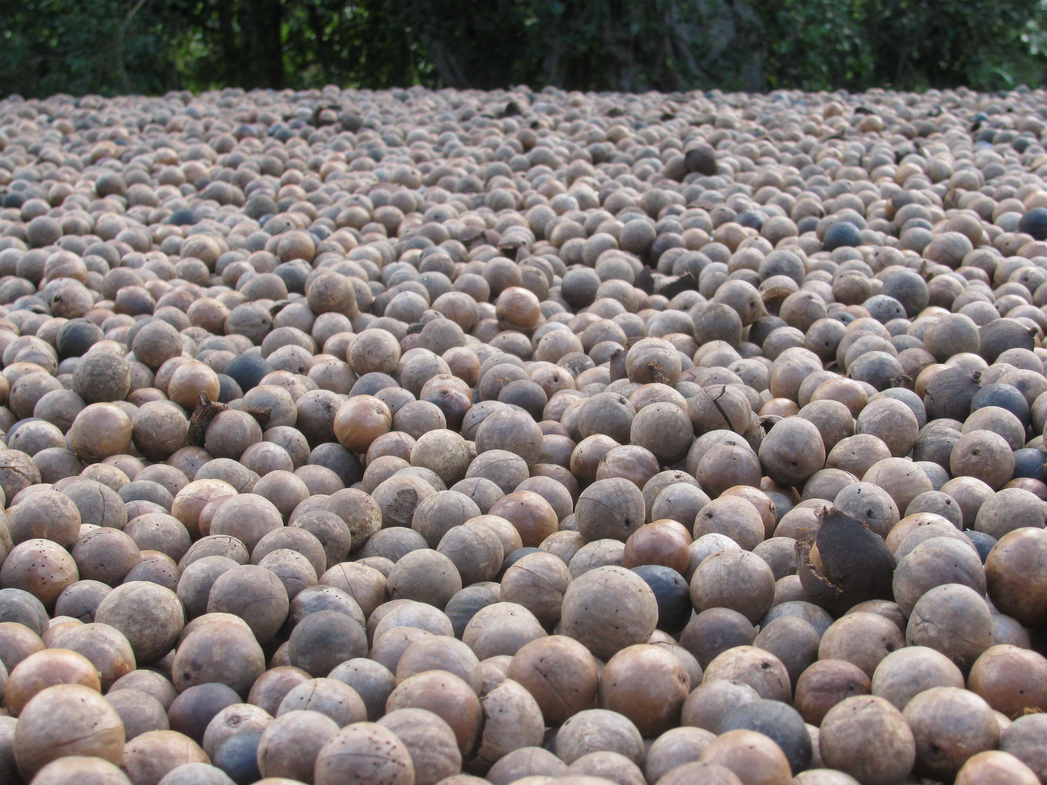 Image of macadamia nut