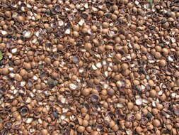 Image of macadamia nut