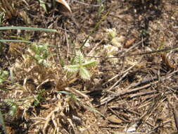 Image of Durban crowfoot grass