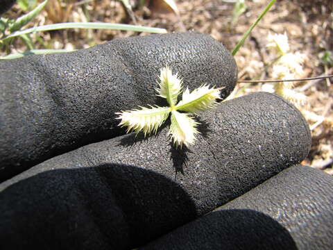 Image of Durban crowfoot grass