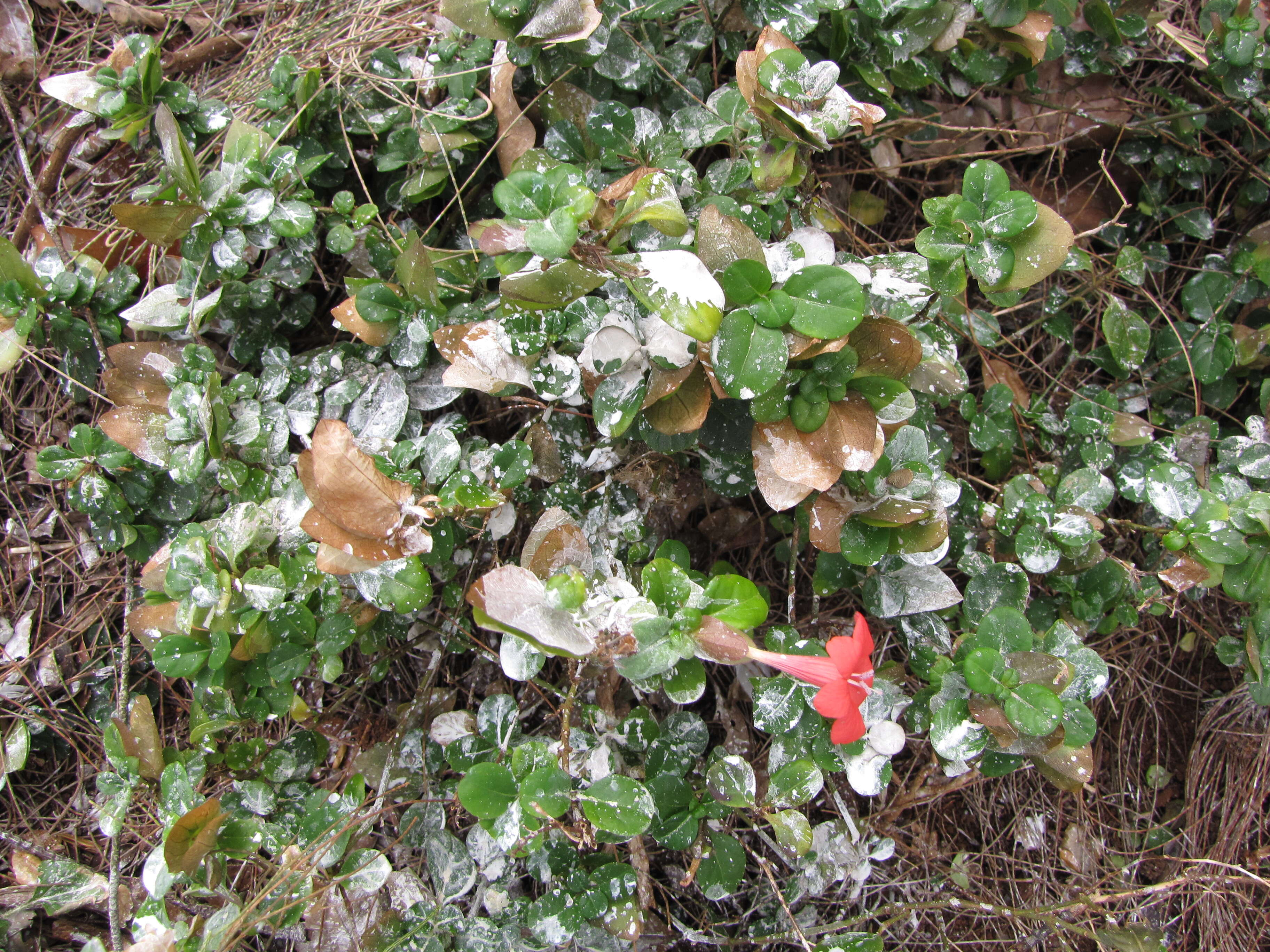 Image of Barleria repens Nees