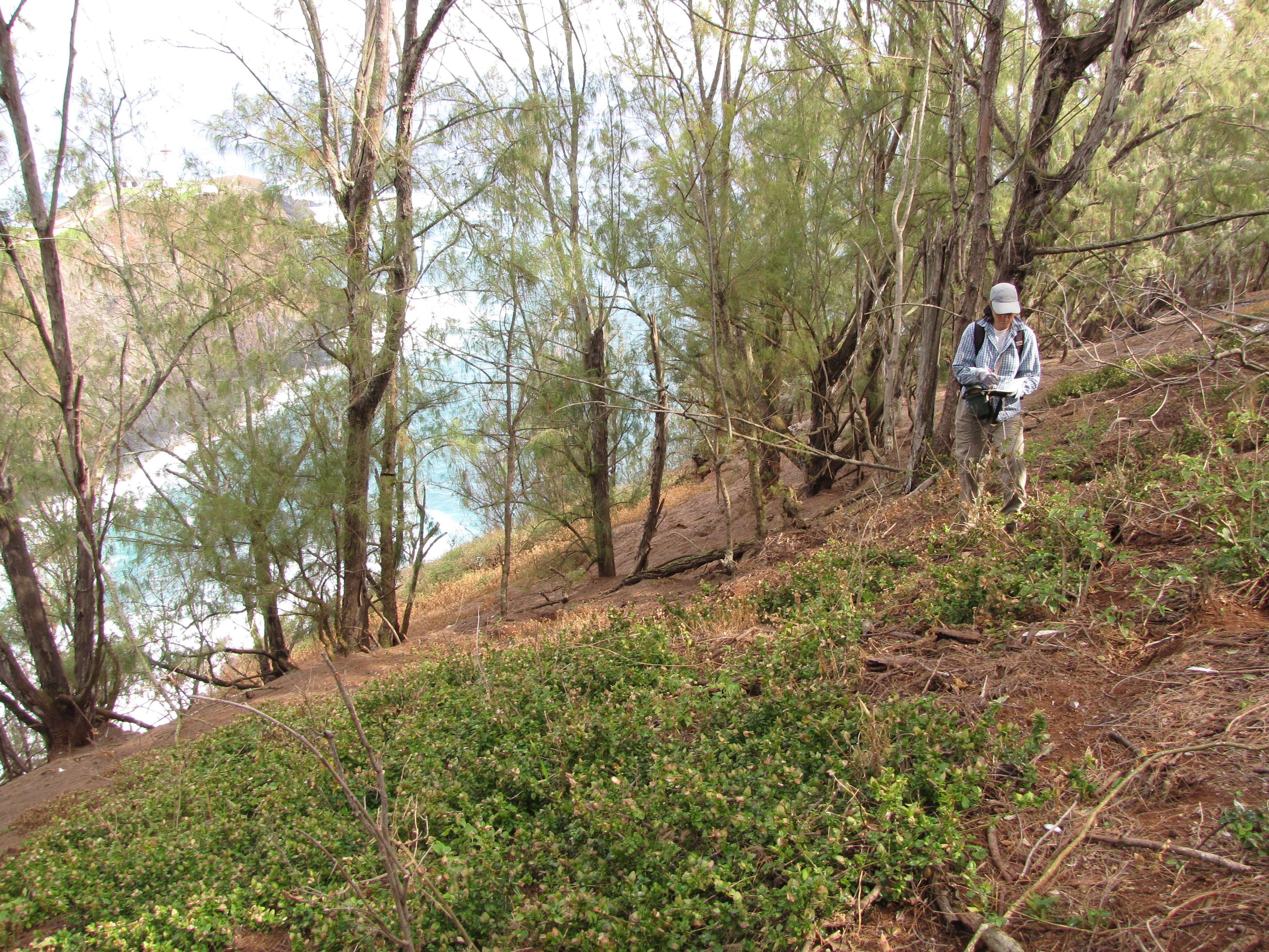 Image of Coral creeper