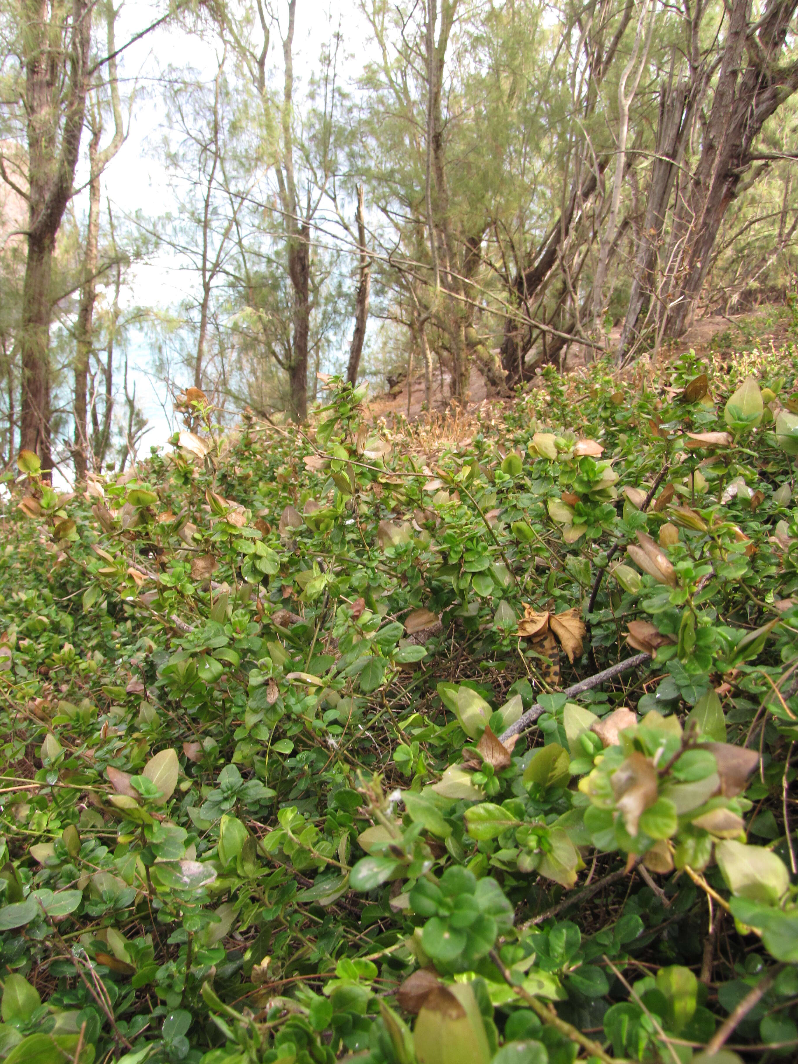 Image of Barleria repens Nees