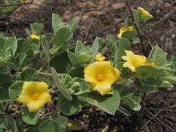 Image of yellow ‘ilima