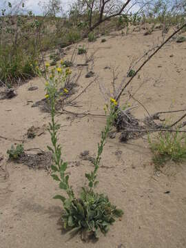 Imagem de Heterotheca grandiflora Nutt.