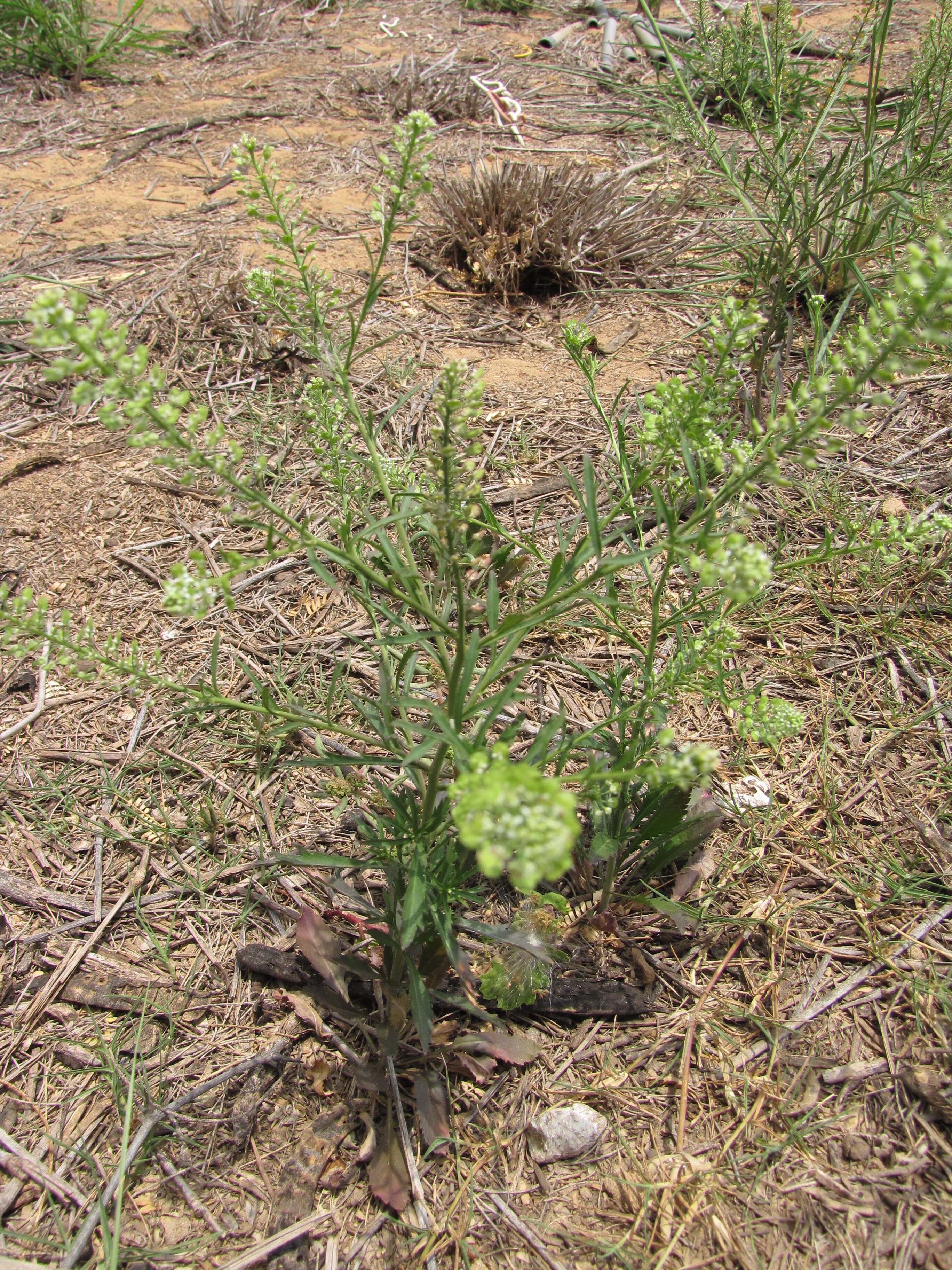 Image of Virginia pepperweed