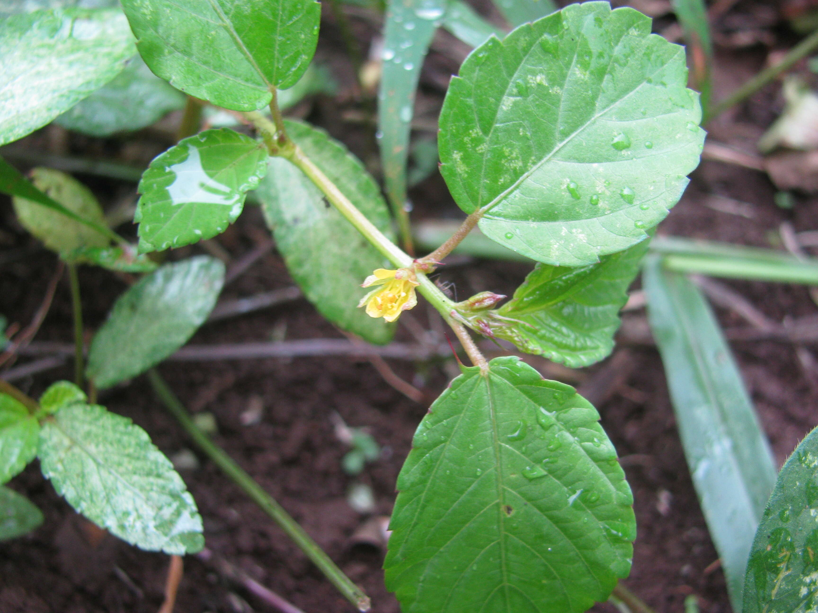 Image of nalta jute