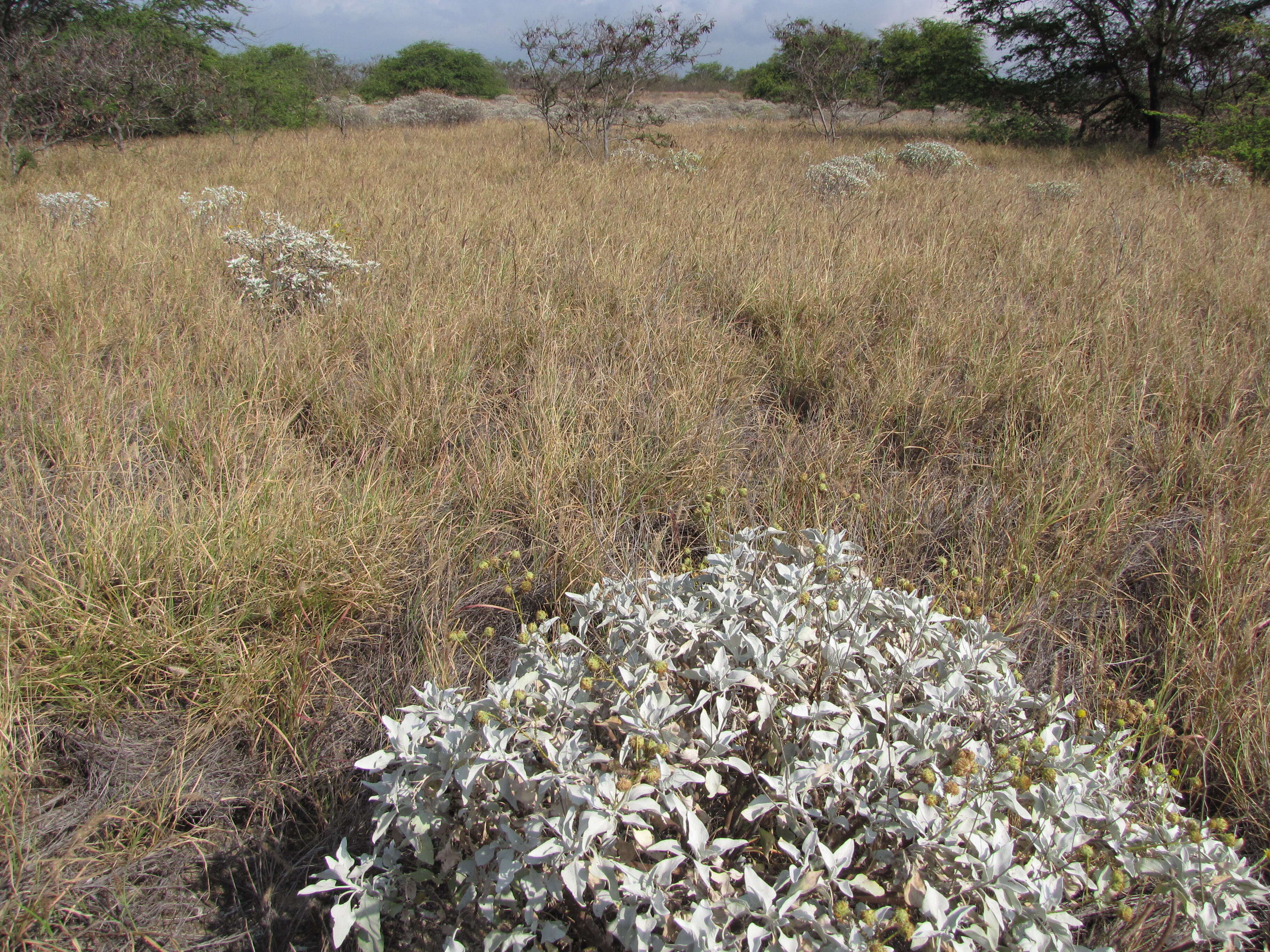 Image of brittlebush