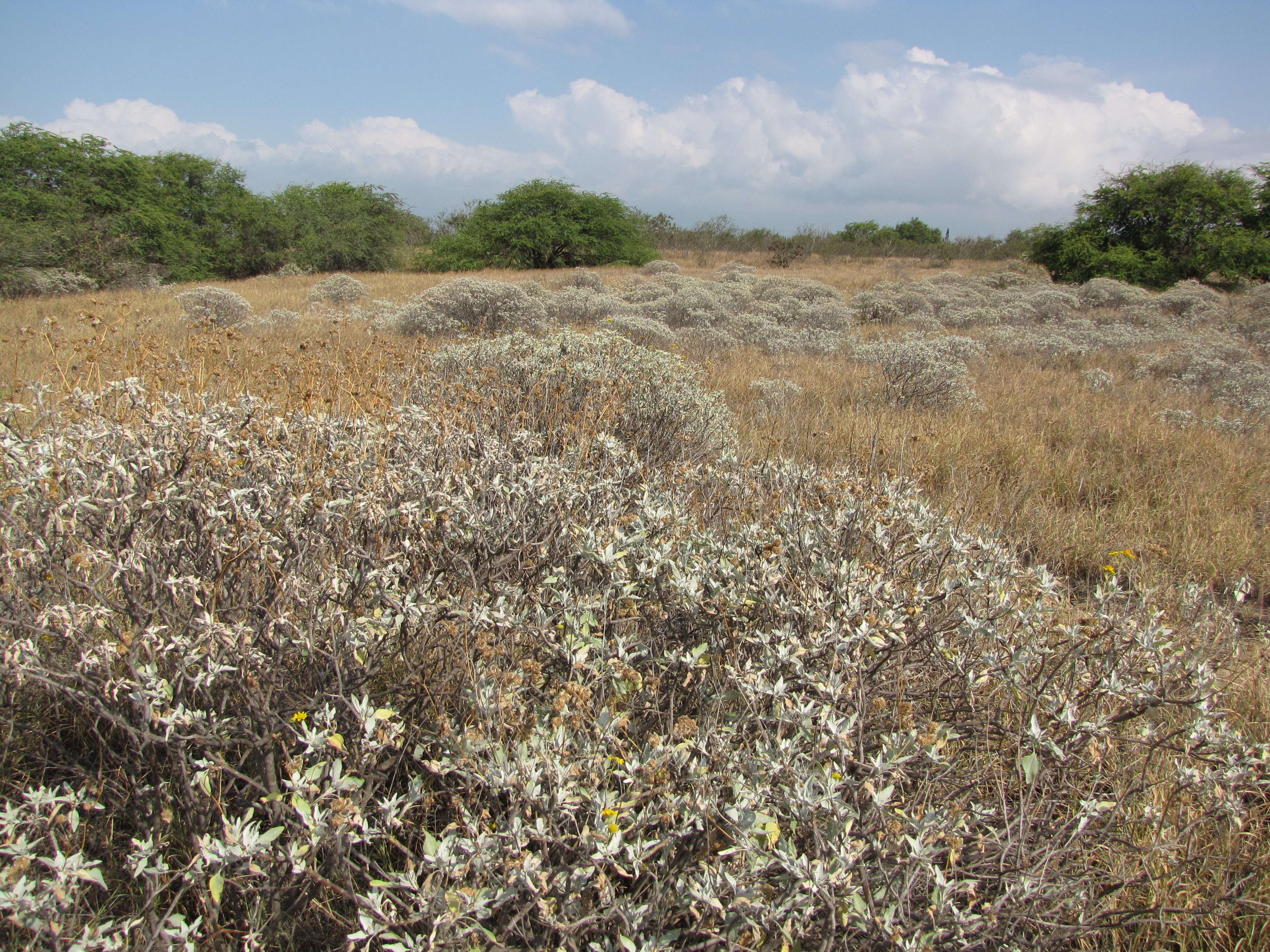 Sivun Encelia farinosa A. Gray ex Torr. kuva