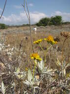 Sivun Encelia farinosa A. Gray ex Torr. kuva