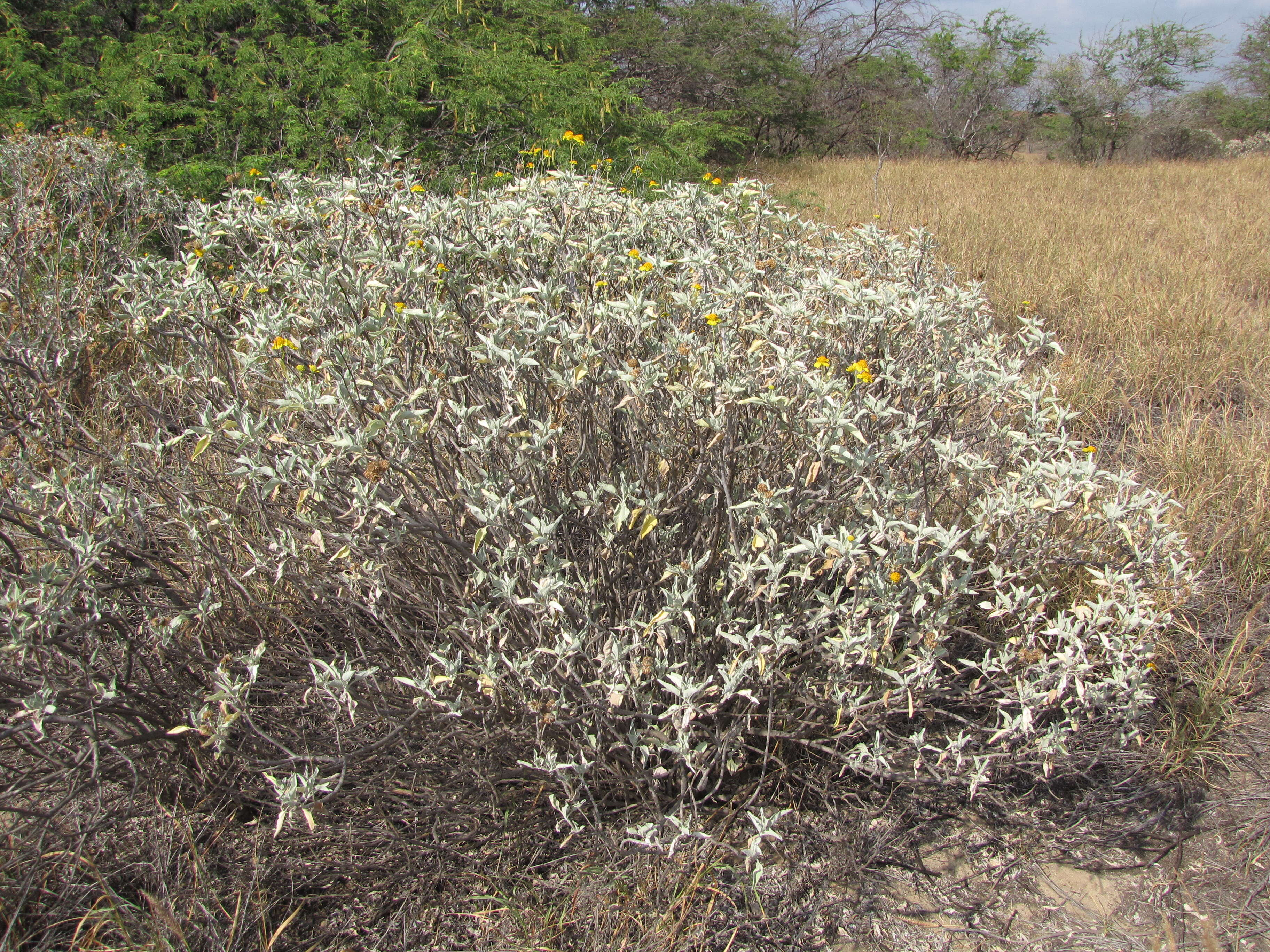 Sivun Encelia farinosa A. Gray ex Torr. kuva