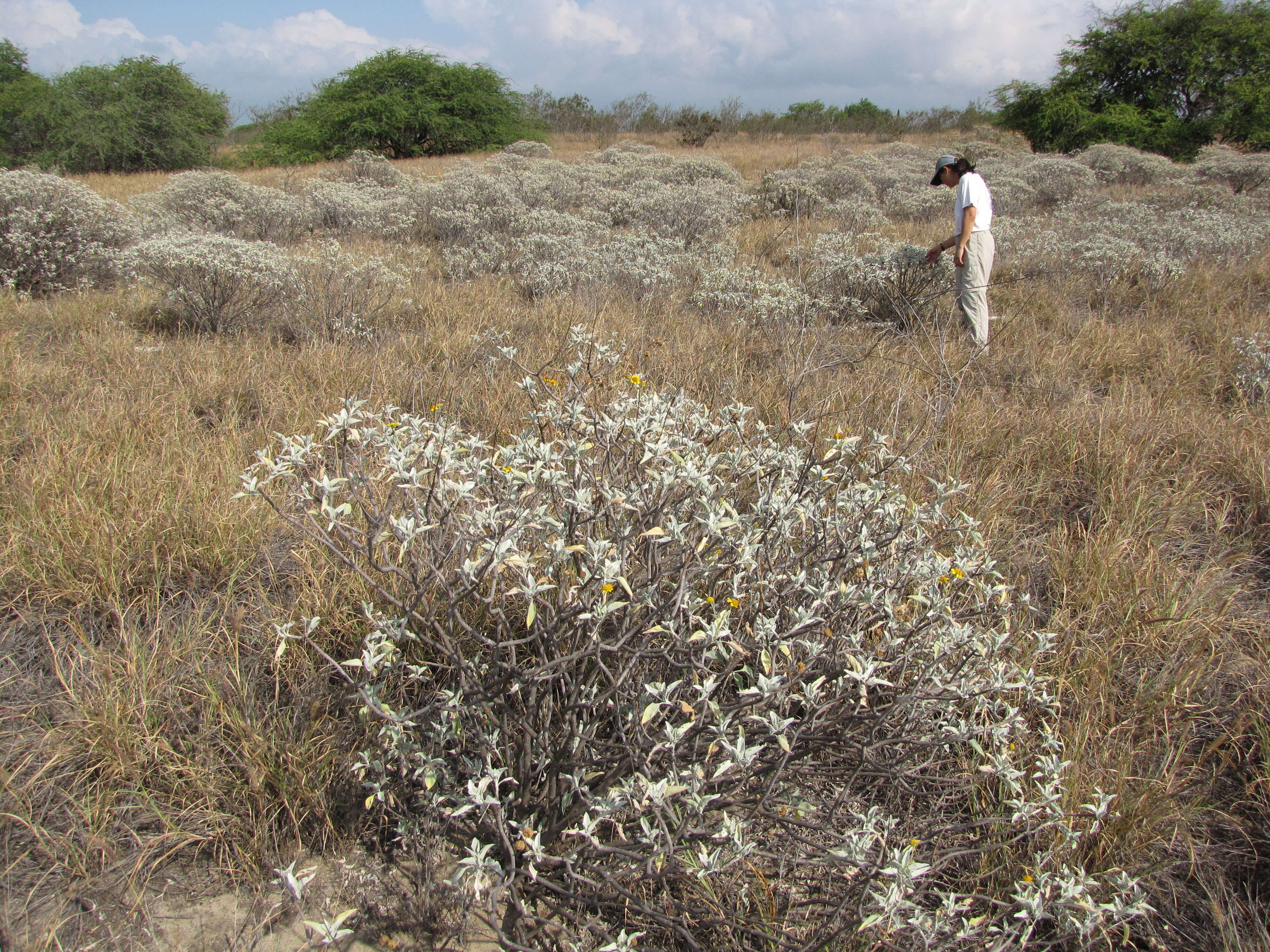 Image of brittlebush