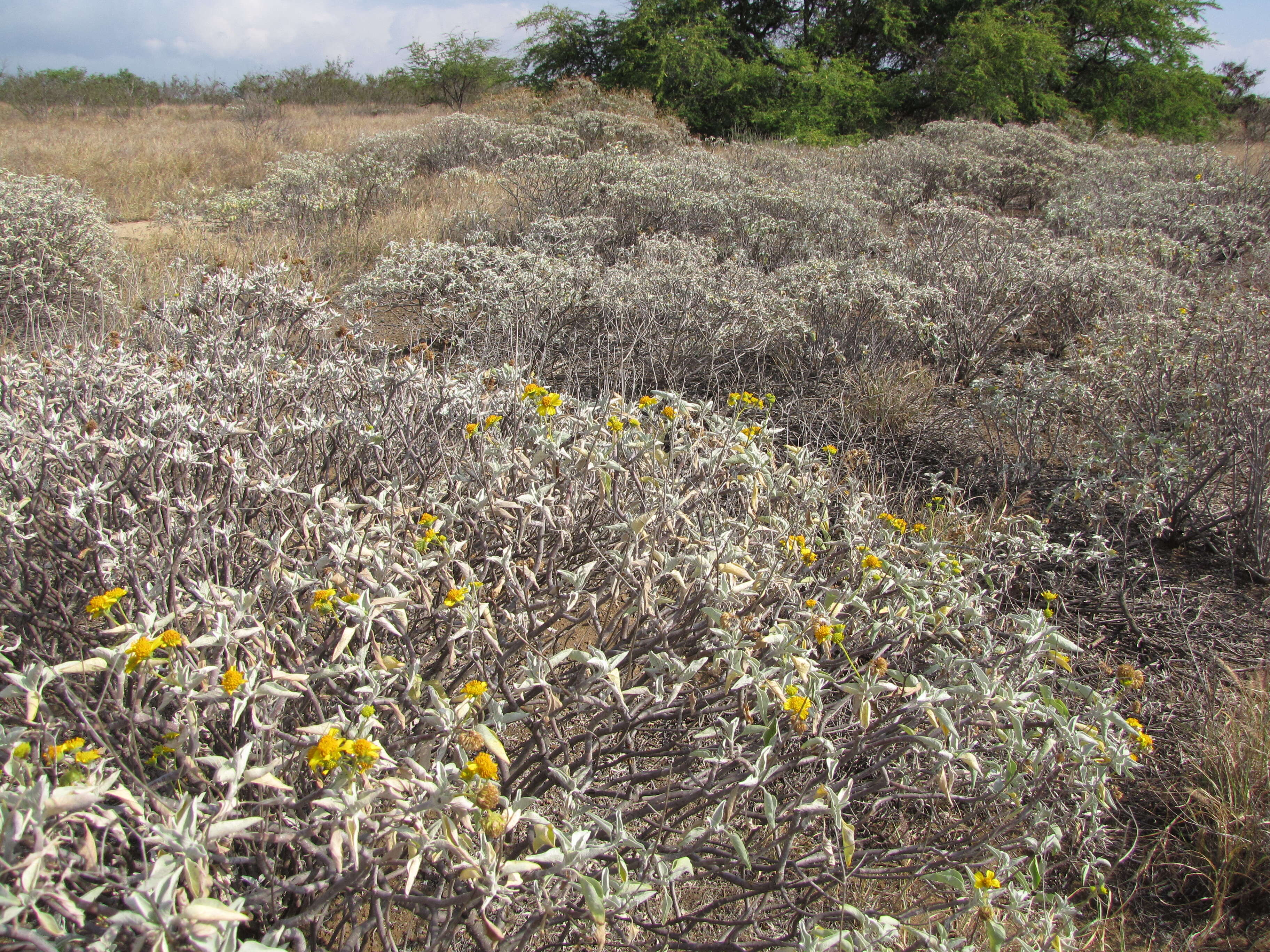 Sivun Encelia farinosa A. Gray ex Torr. kuva