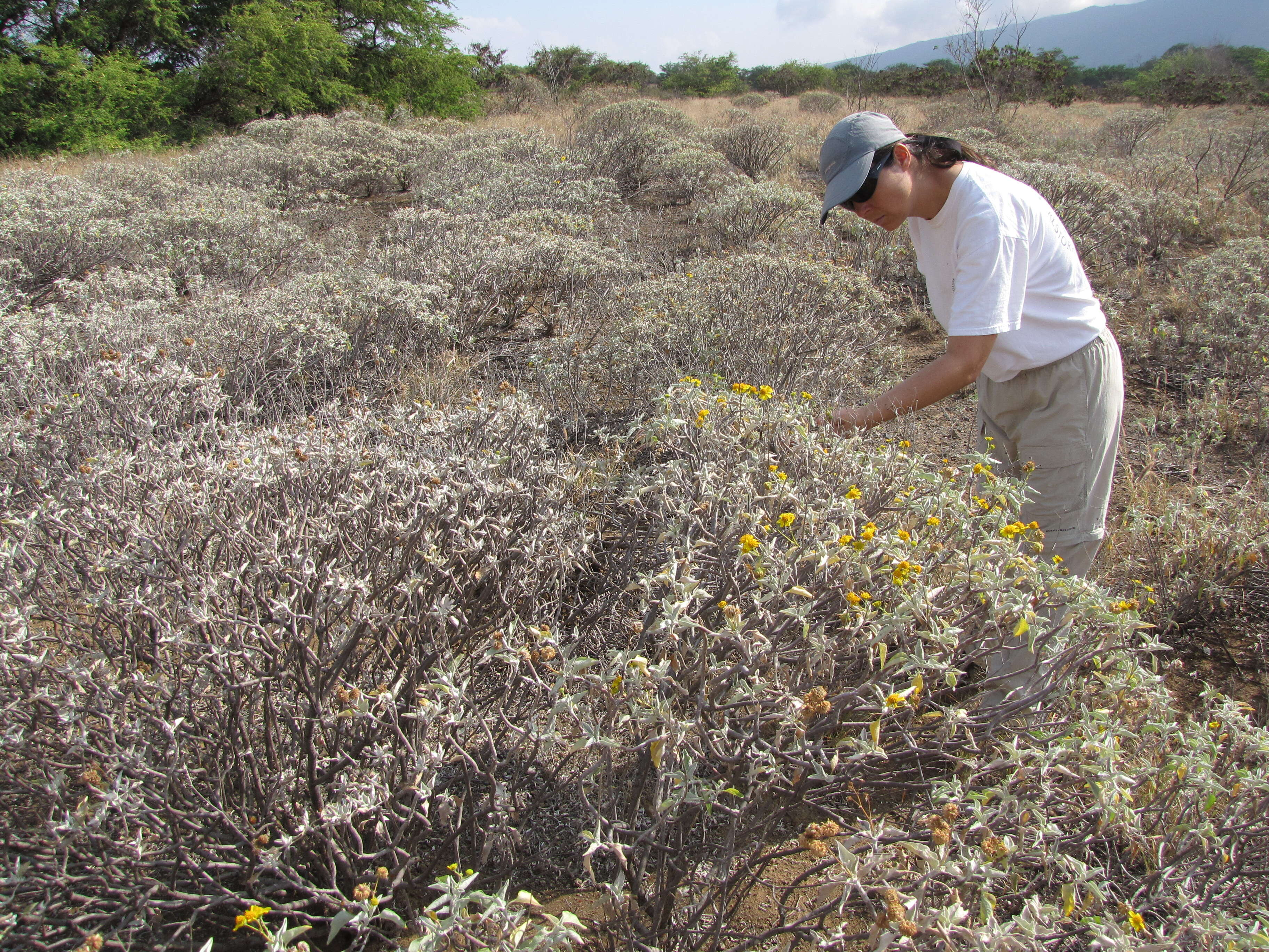 Sivun Encelia farinosa A. Gray ex Torr. kuva