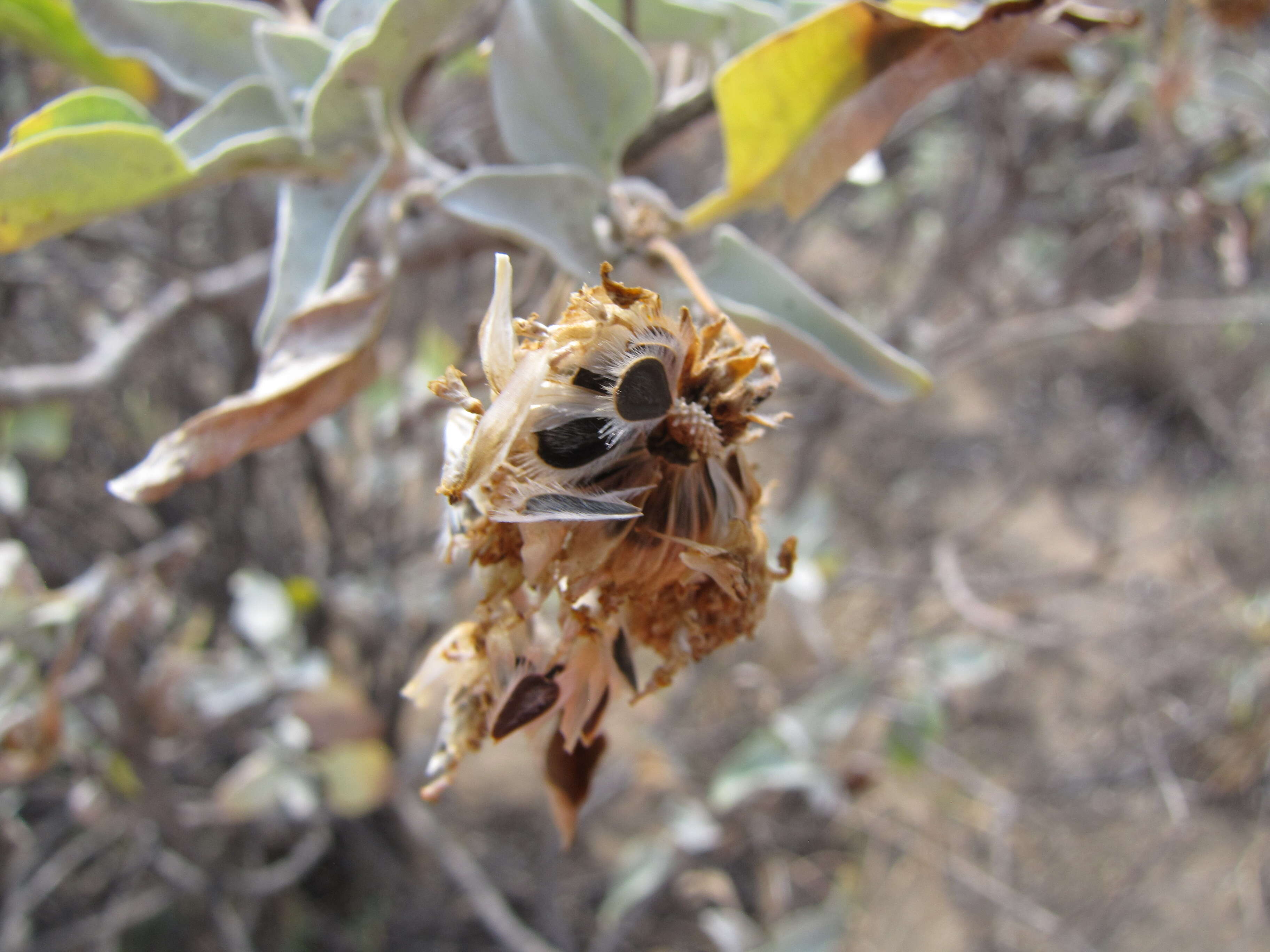 Sivun Encelia farinosa A. Gray ex Torr. kuva