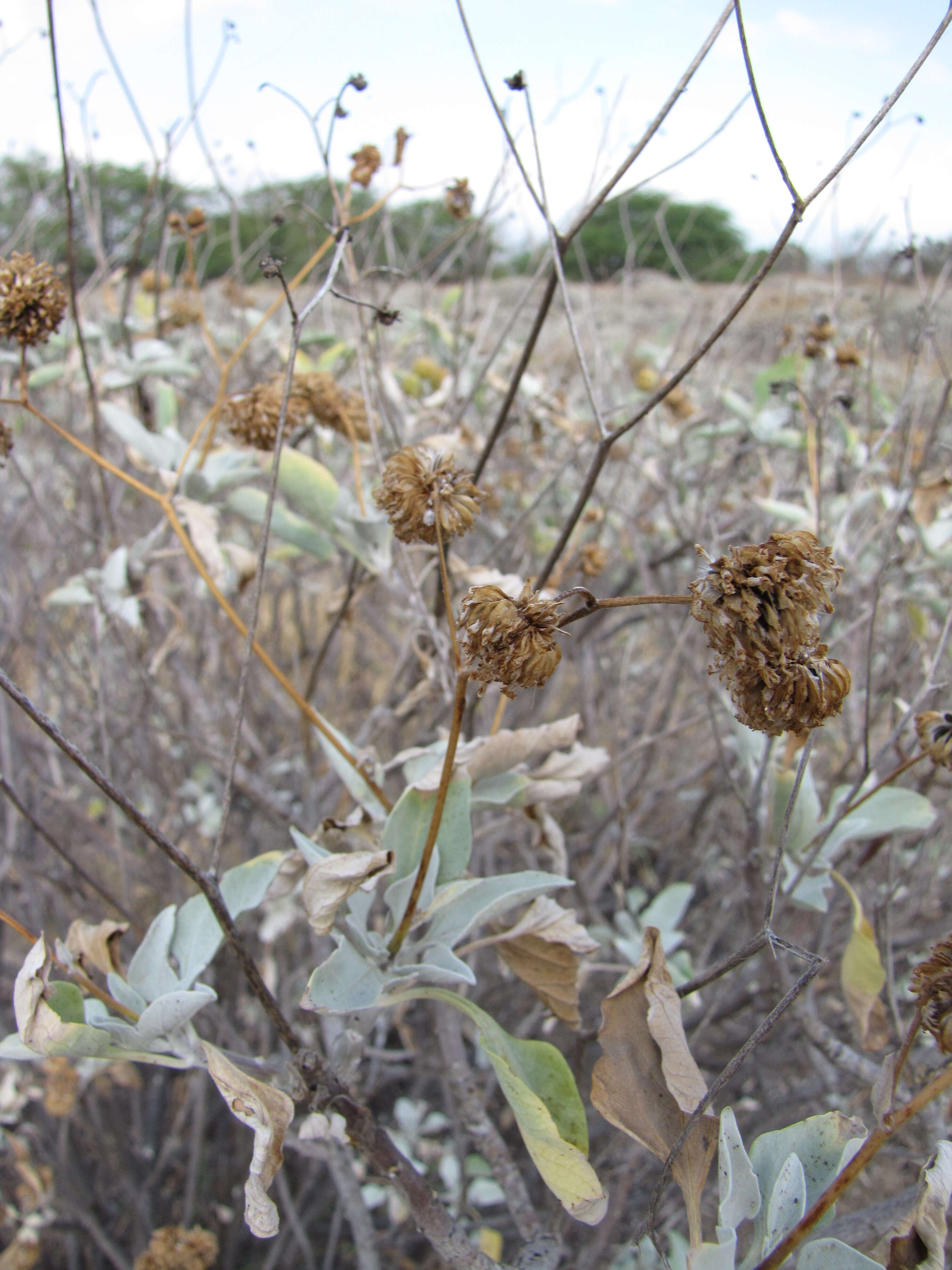 Sivun Encelia farinosa A. Gray ex Torr. kuva