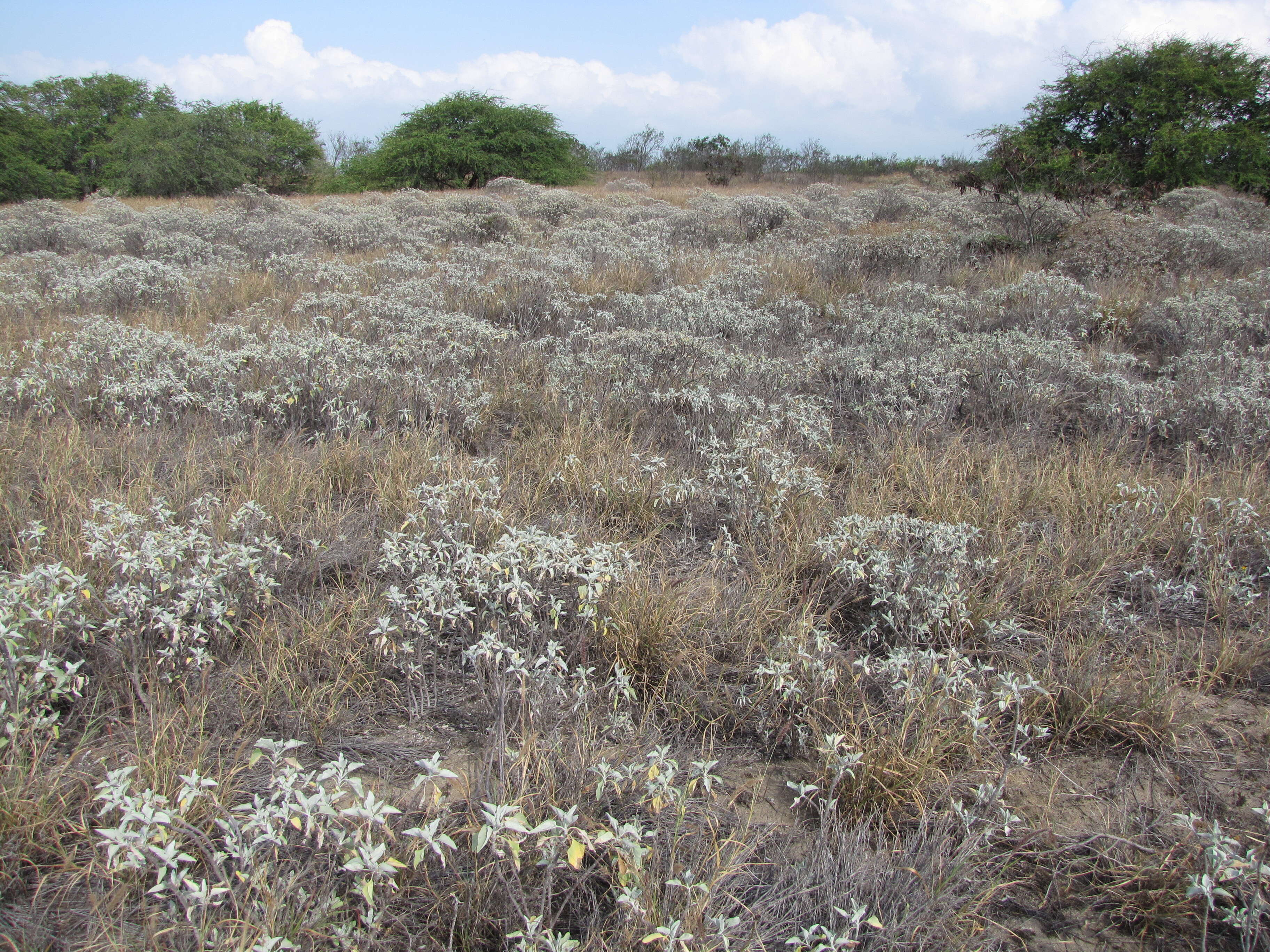 Sivun Encelia farinosa A. Gray ex Torr. kuva