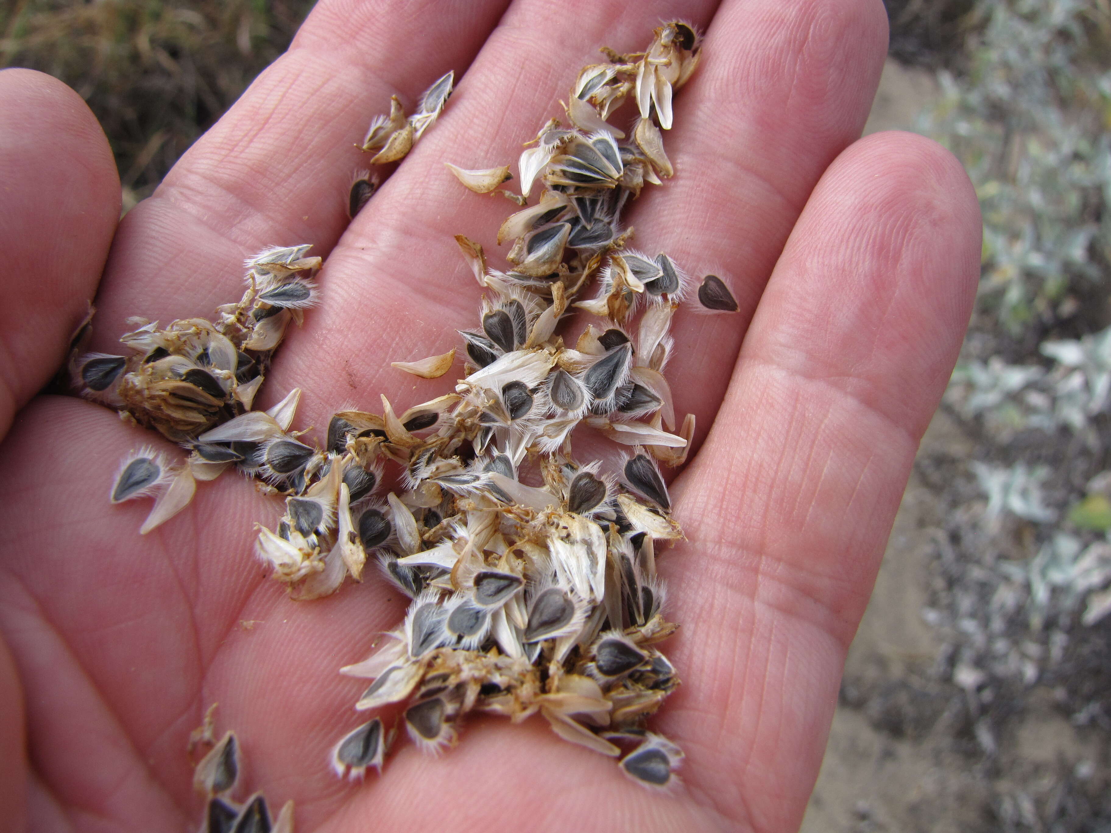 Sivun Encelia farinosa A. Gray ex Torr. kuva