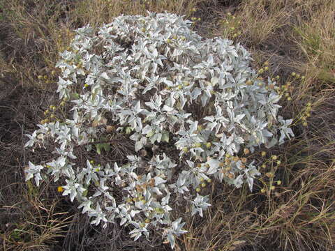 Sivun Encelia farinosa A. Gray ex Torr. kuva