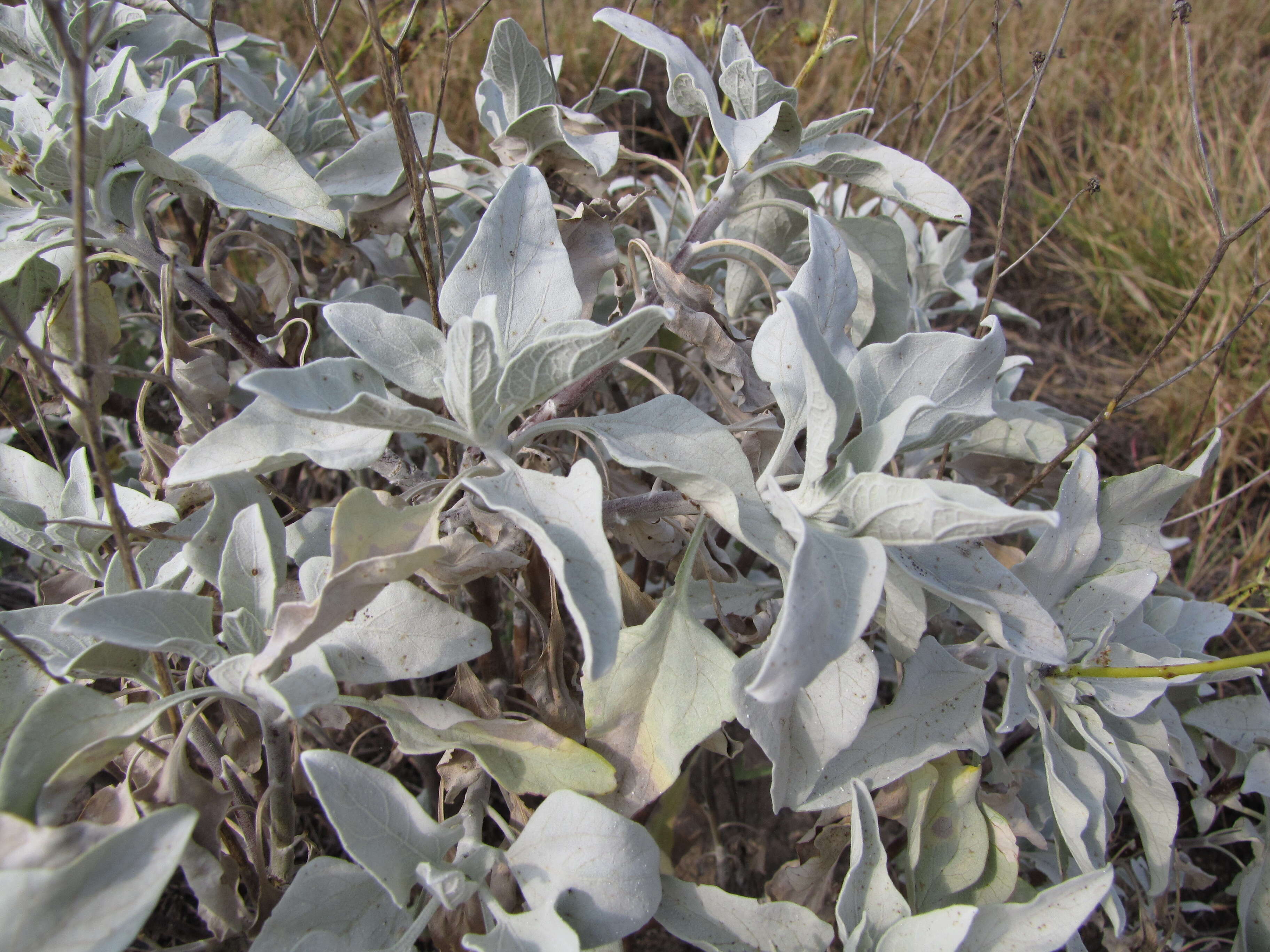 Sivun Encelia farinosa A. Gray ex Torr. kuva