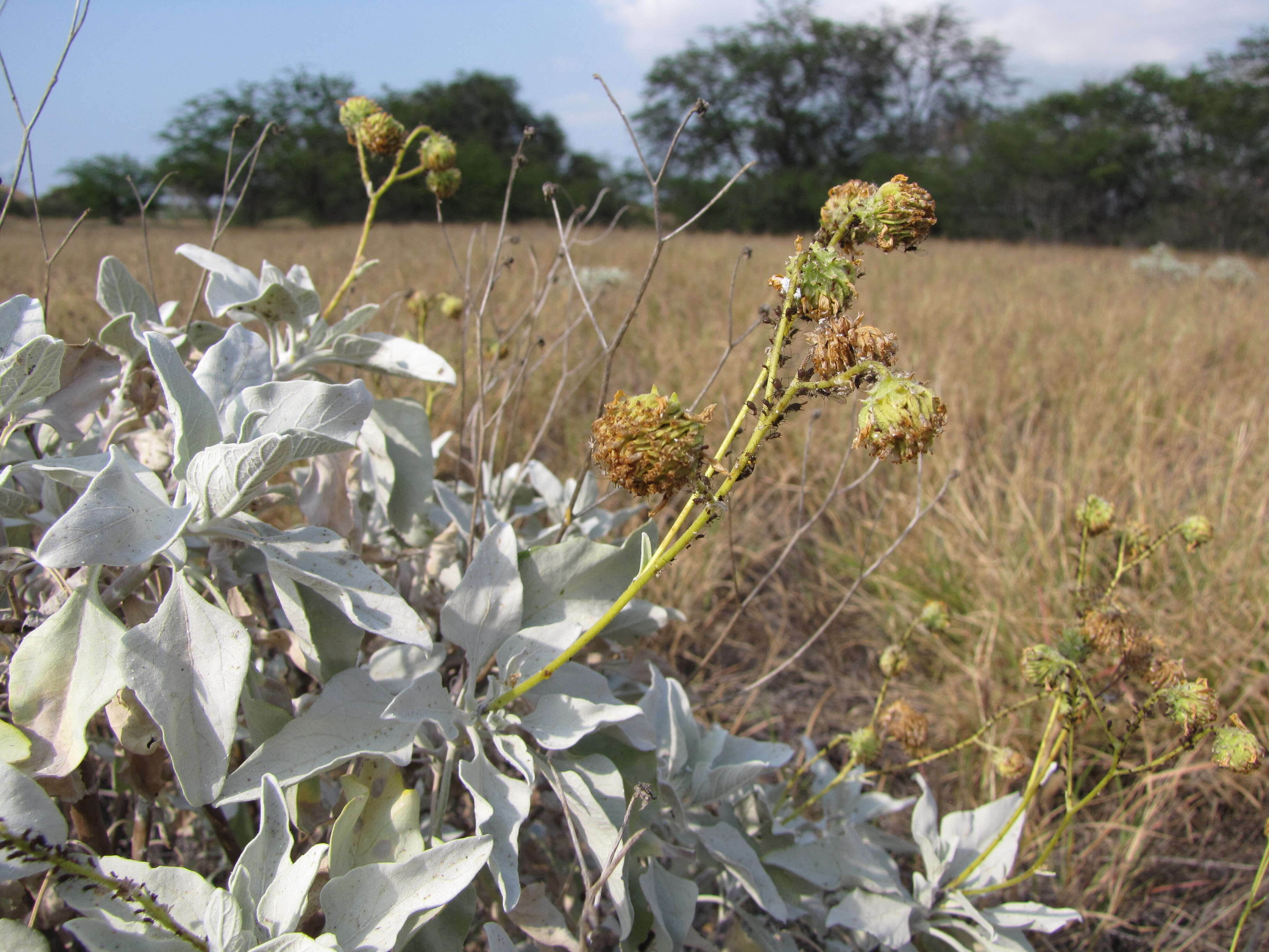 Sivun Encelia farinosa A. Gray ex Torr. kuva