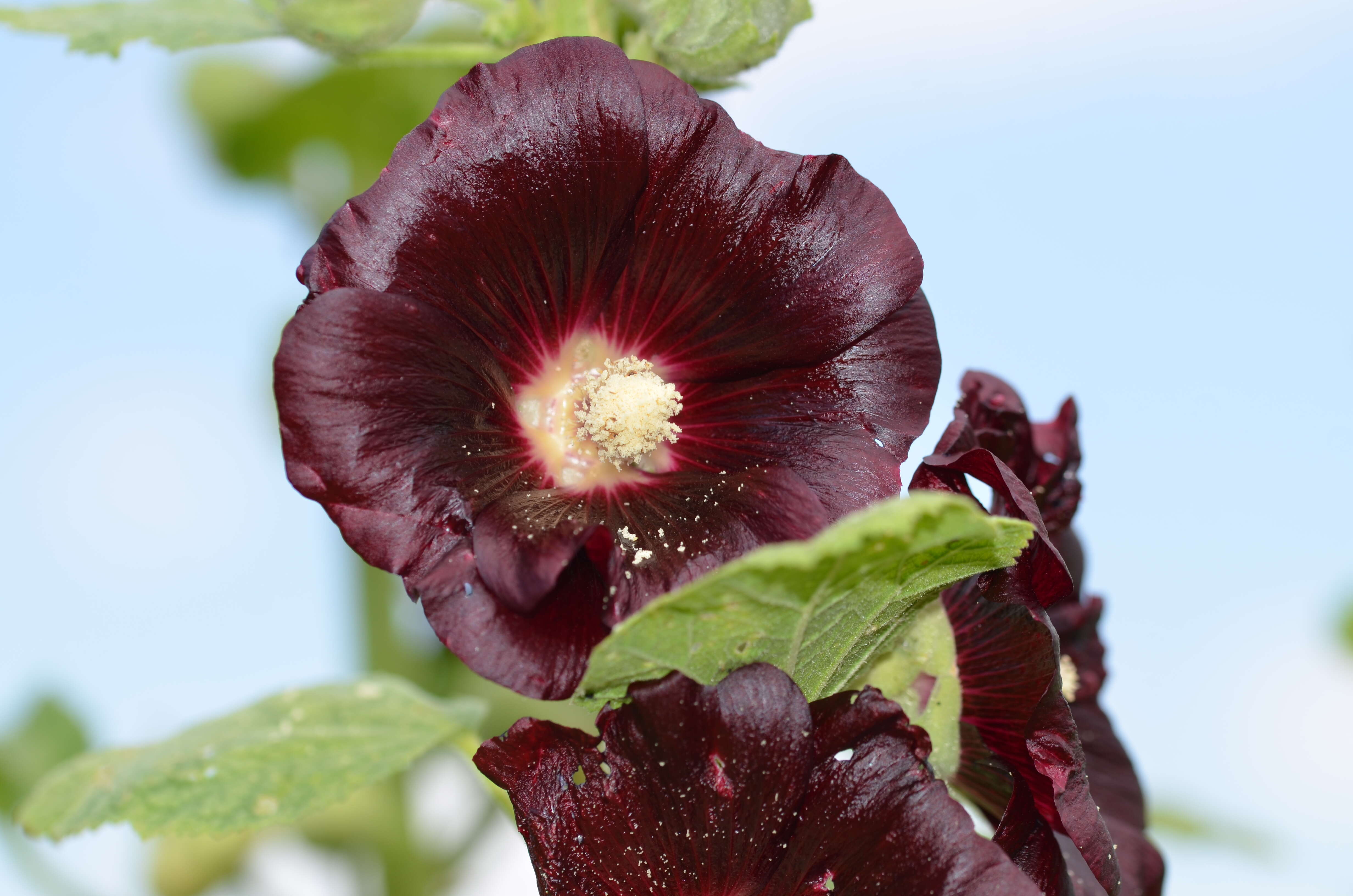 Image of hollyhock