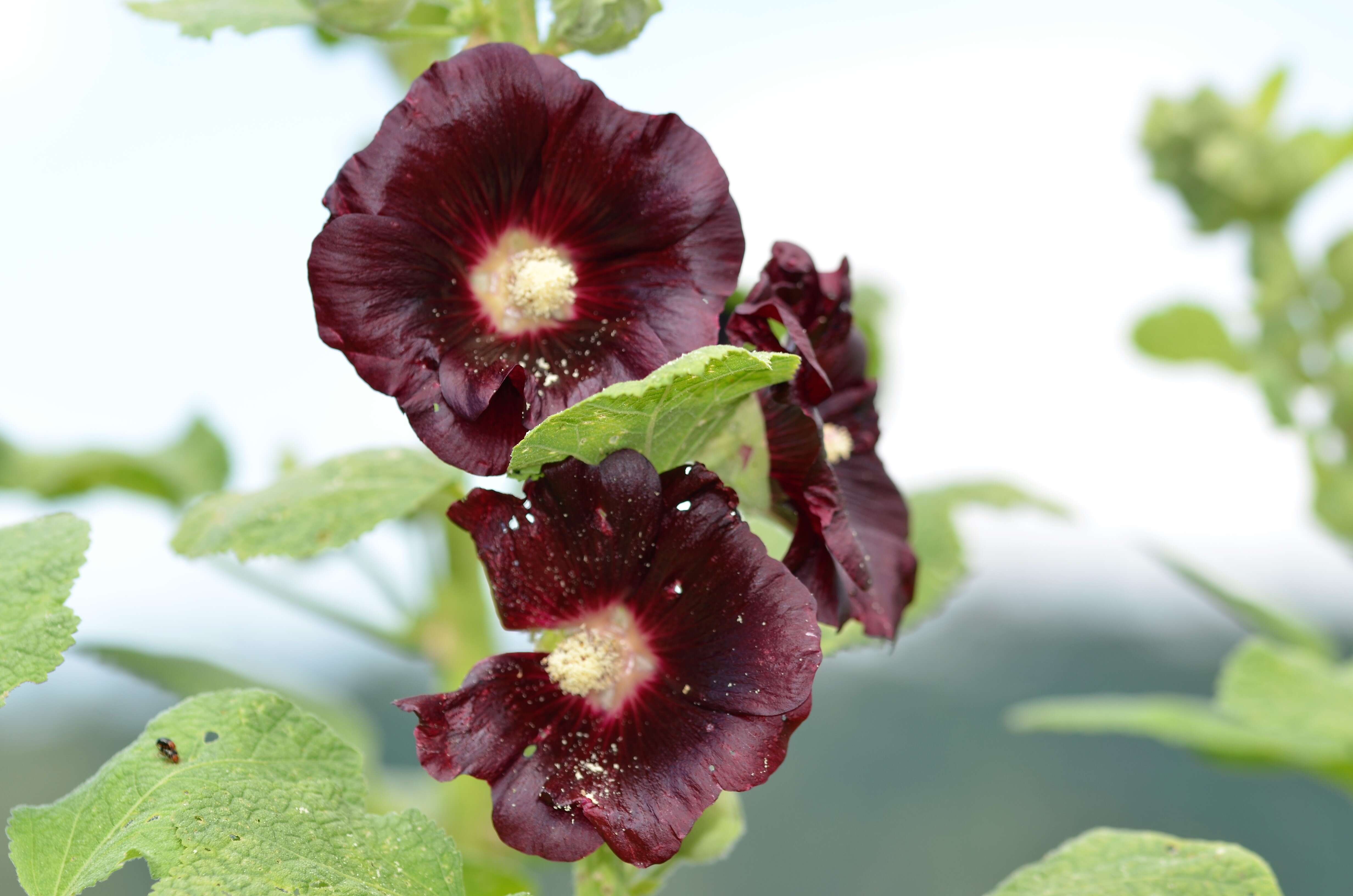 Image of hollyhock