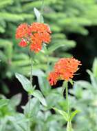 Слика од Silene chalcedonica (L.) E. H. L. Krause