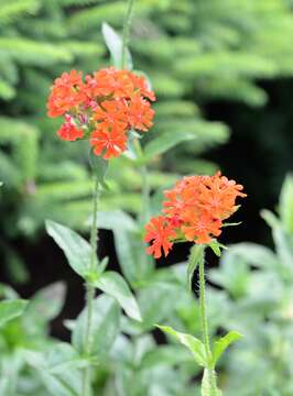 Слика од Silene chalcedonica (L.) E. H. L. Krause