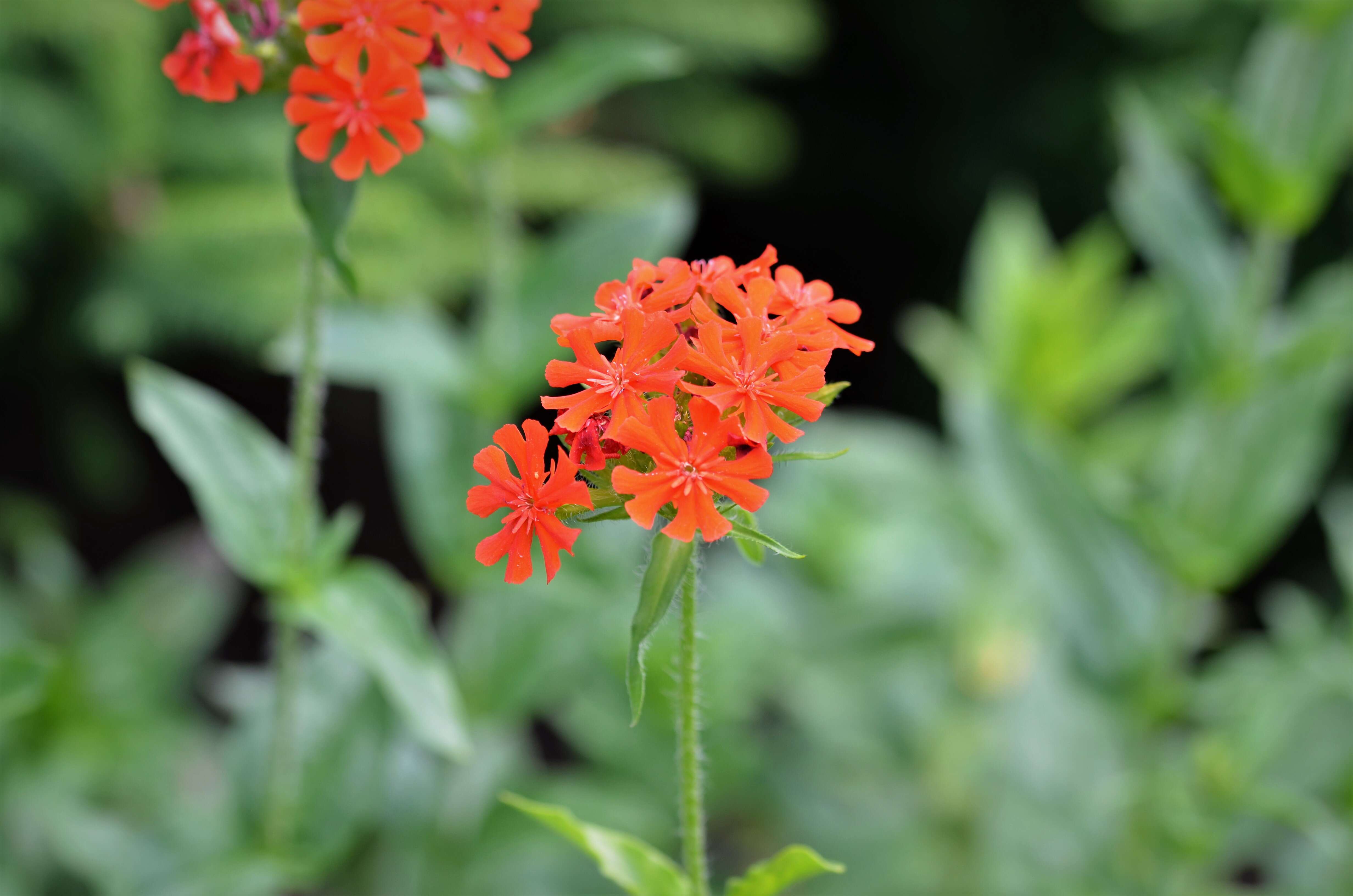 Слика од Silene chalcedonica (L.) E. H. L. Krause