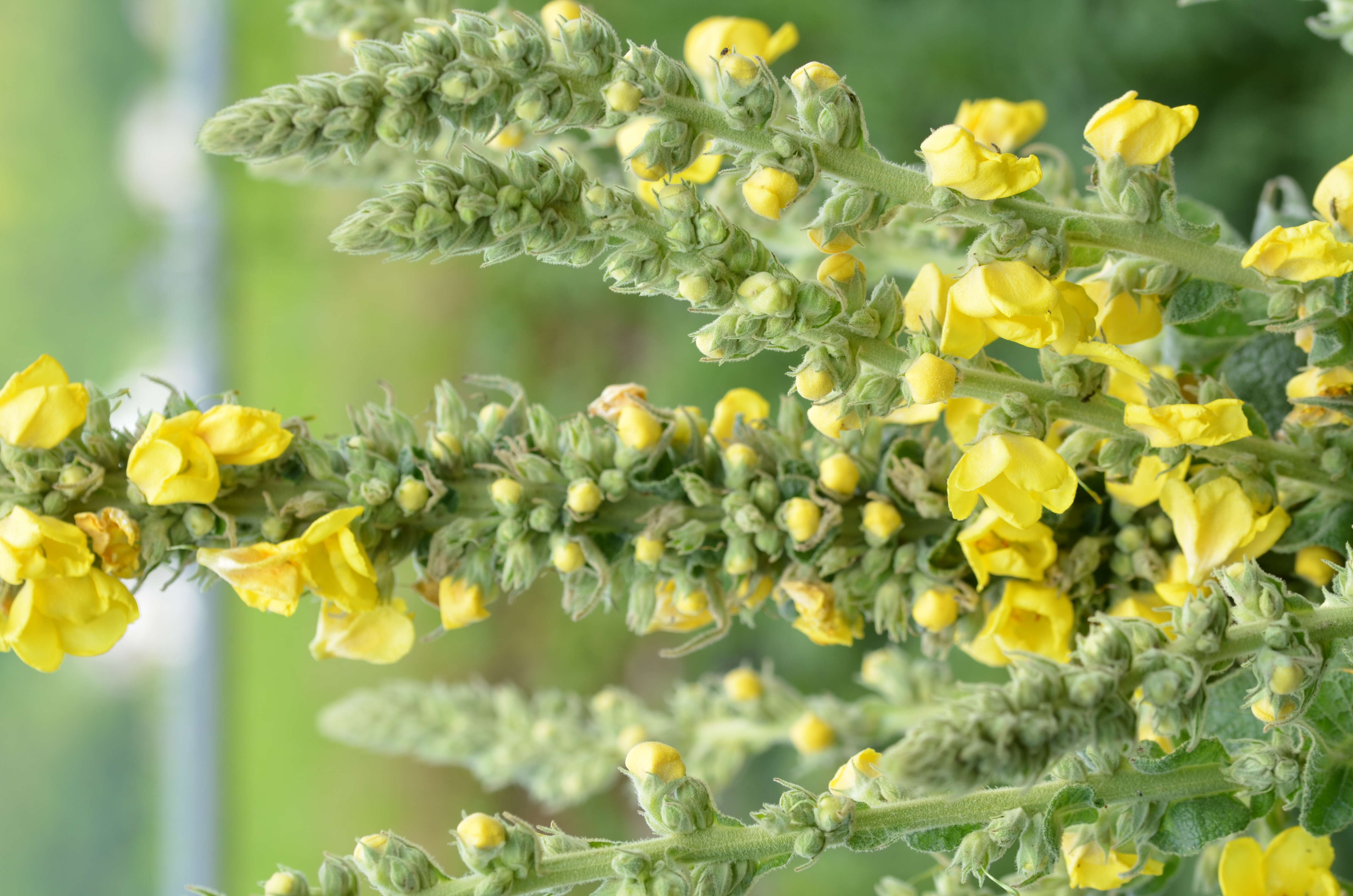 Image of Great Mullein