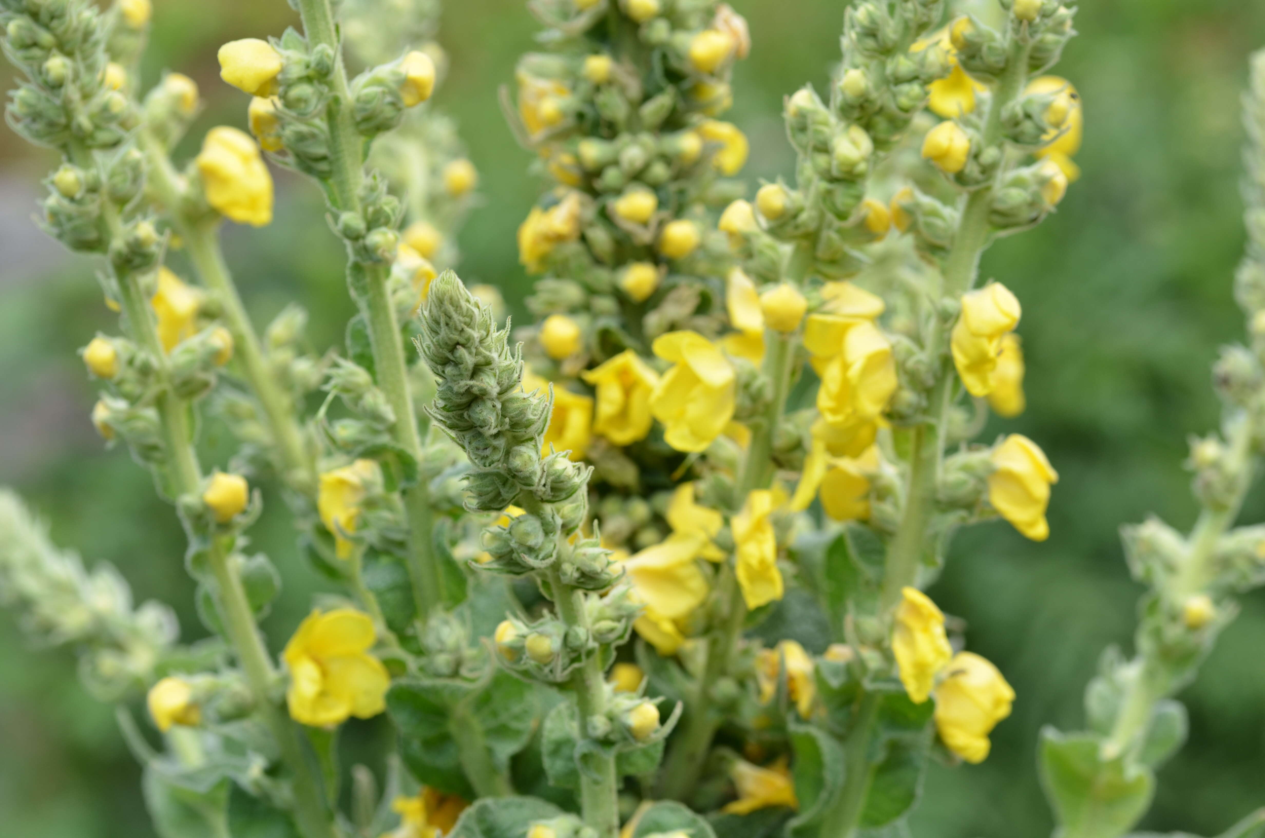 Image of Great Mullein