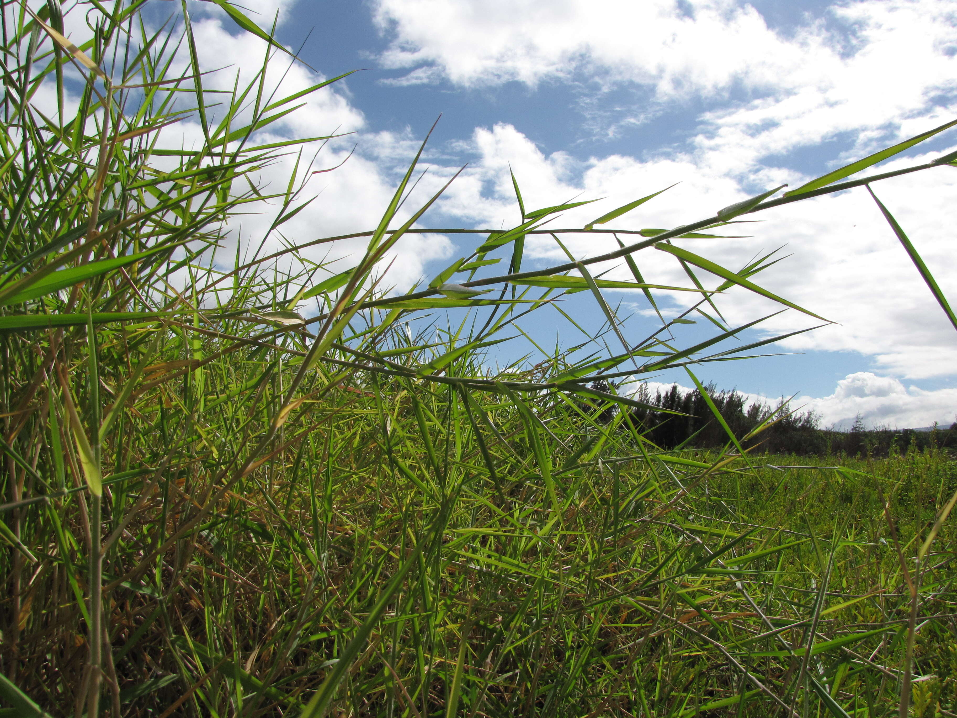 Plancia ëd Brachiaria mutica (Forssk.) Stapf