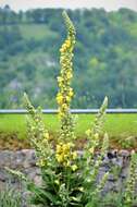 Image of Great Mullein