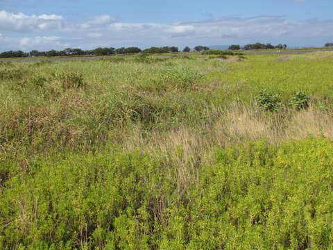 Plancia ëd Brachiaria mutica (Forssk.) Stapf