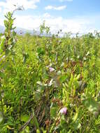 Plancia ëd Ipomoea triloba L.