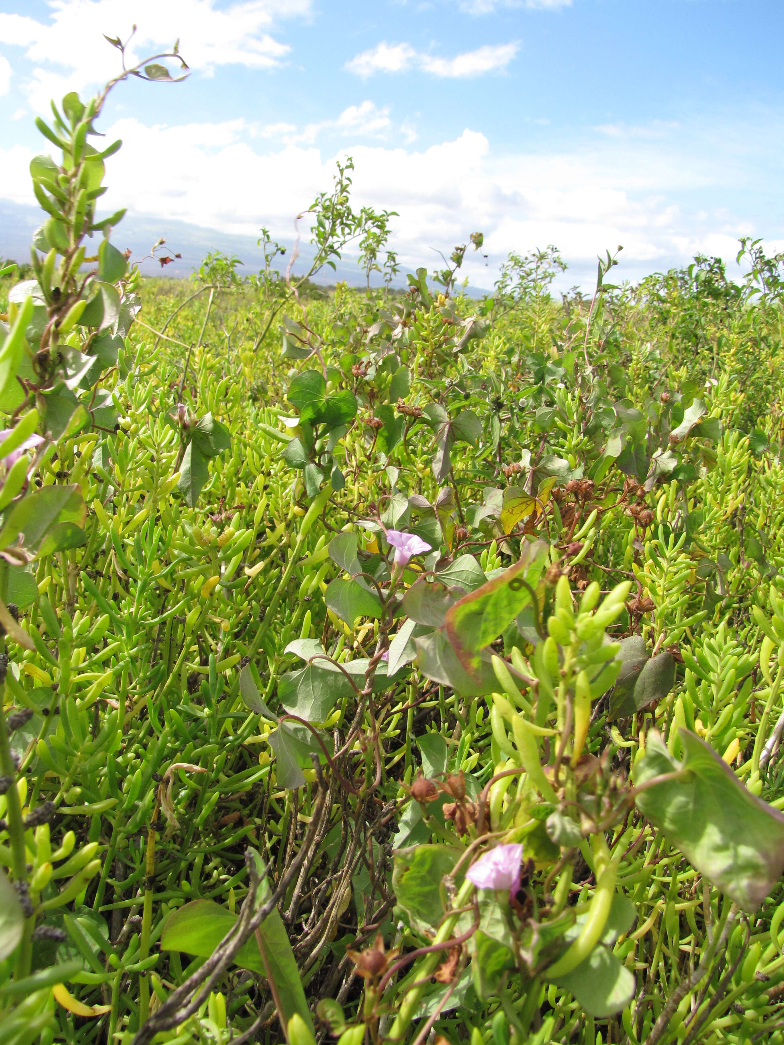 Plancia ëd Ipomoea triloba L.